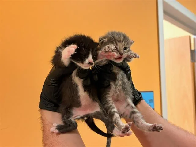 A baby small-sized female Domestic Short Hair cat named Kona for adoption in Tustin, CA