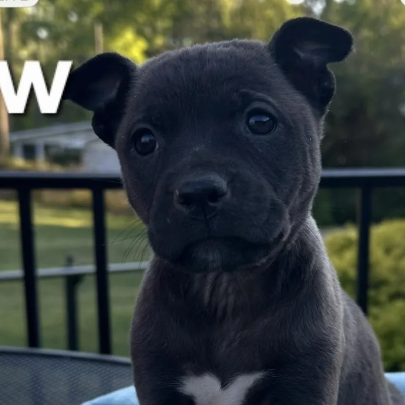 A baby medium-sized female Gray / Blue / Silver Labrador Retriever dog named Mary for adoption in Parma, OH