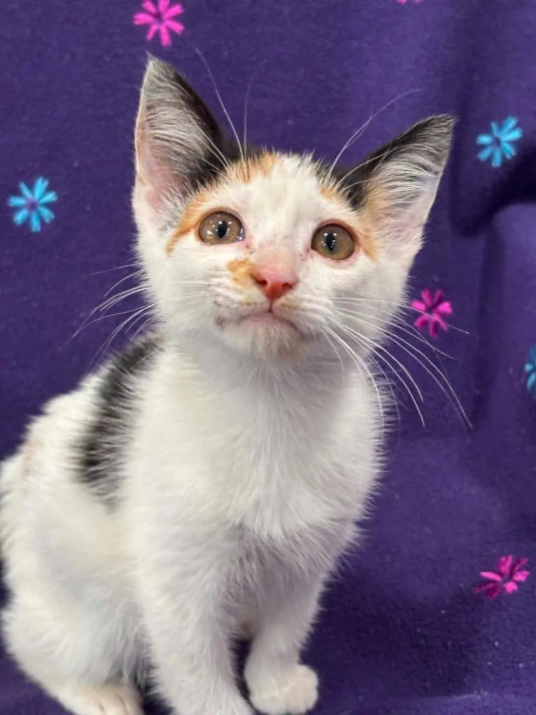 A baby small-sized female Domestic Short Hair cat named Sage for adoption in Warrenton, NC