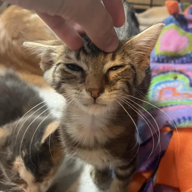 A baby small-sized female Brown / Chocolate Domestic Short Hair cat named Fajita for adoption in Marion, IL