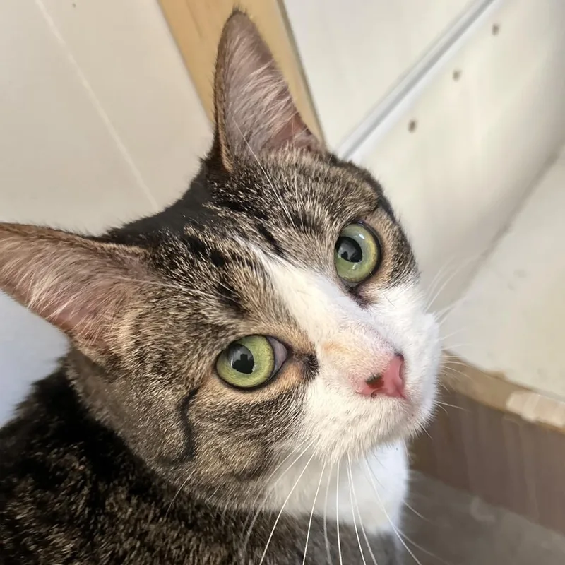 An adult small-sized female White Domestic Short Hair cat named April for adoption in Fayetteville, GA