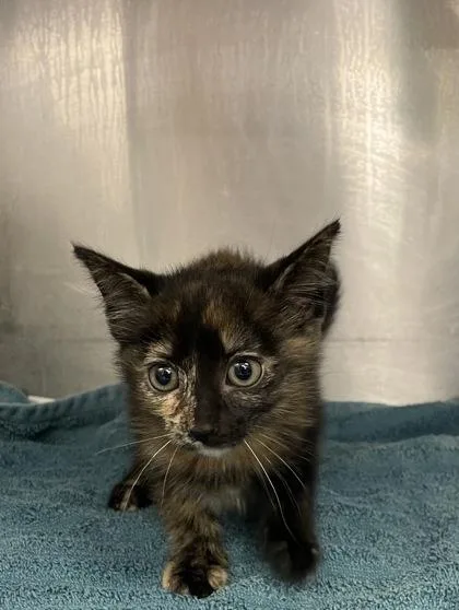 A baby small-sized female Domestic Short Hair cat named Gamora for adoption in Houston, TX