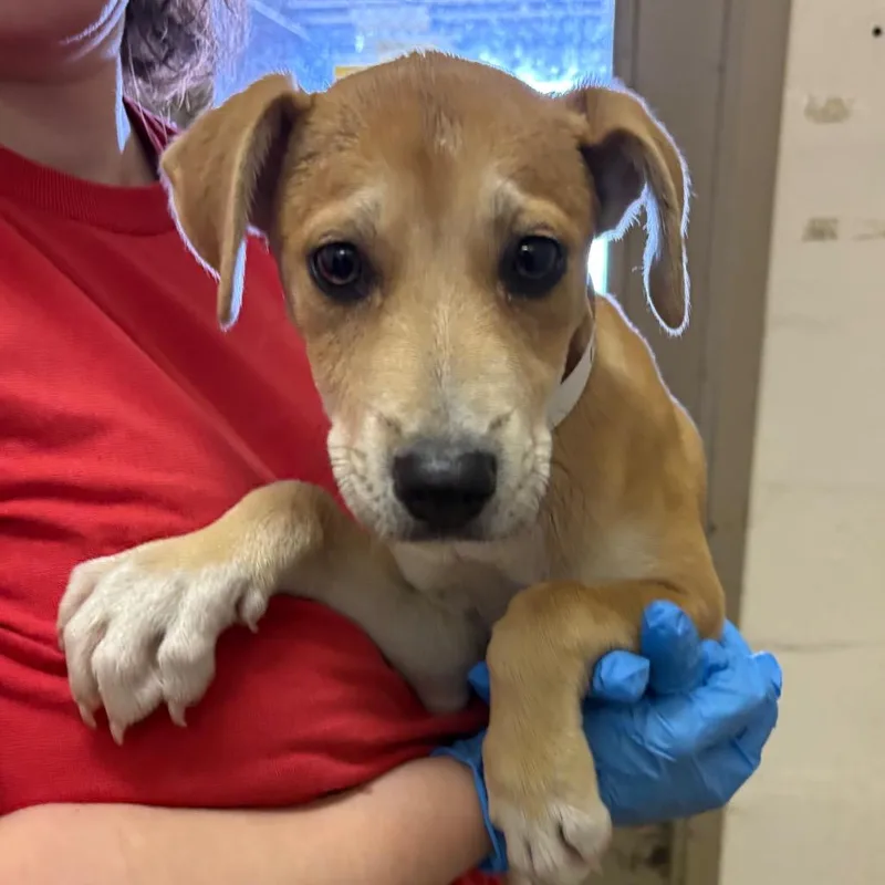 A baby small-sized female Yellow / Tan / Blond / Fawn Terrier dog named Jenny for adoption in Birmingham, AL