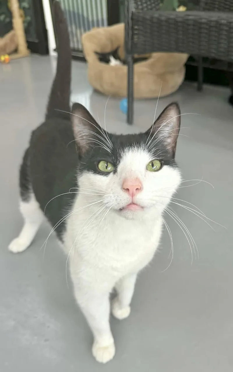 An adult medium-sized male Domestic Short Hair cat named Mr. Ferne for adoption in Tavares, FL