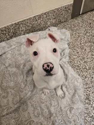 A baby small-sized female Pit Bull Terrier dog named Magnolia for adoption in Westland, MI