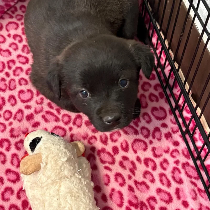 A baby small-sized female Black Border Collie dog named Ribeye for adoption in Flagstaff, AZ