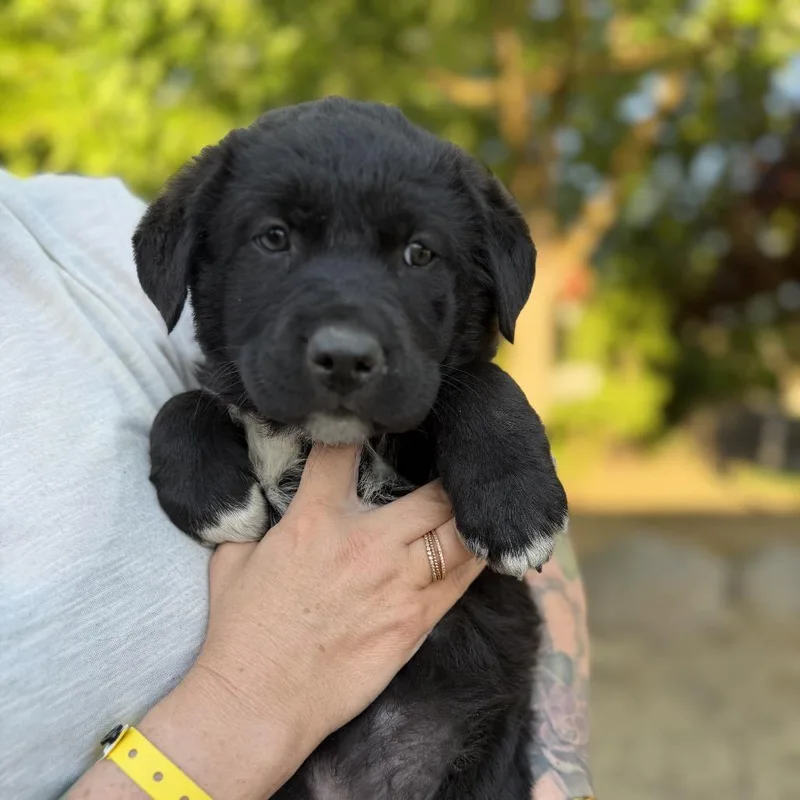 A baby large-sized male Black Border Collie dog named Ozzy for adoption in Point Richmond, CA