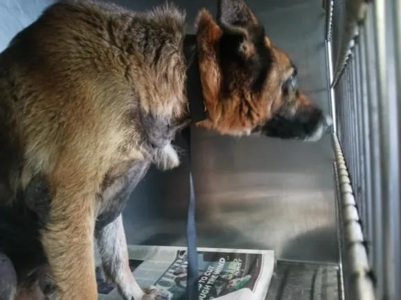 An adult large-sized female German Shepherd Dog dog named Gretel for adoption in Los Angeles, CA