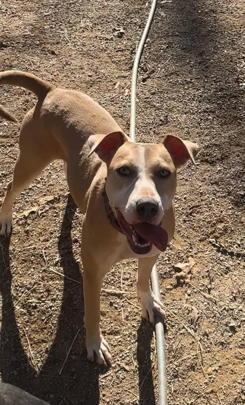 Penelope thumbnail 2