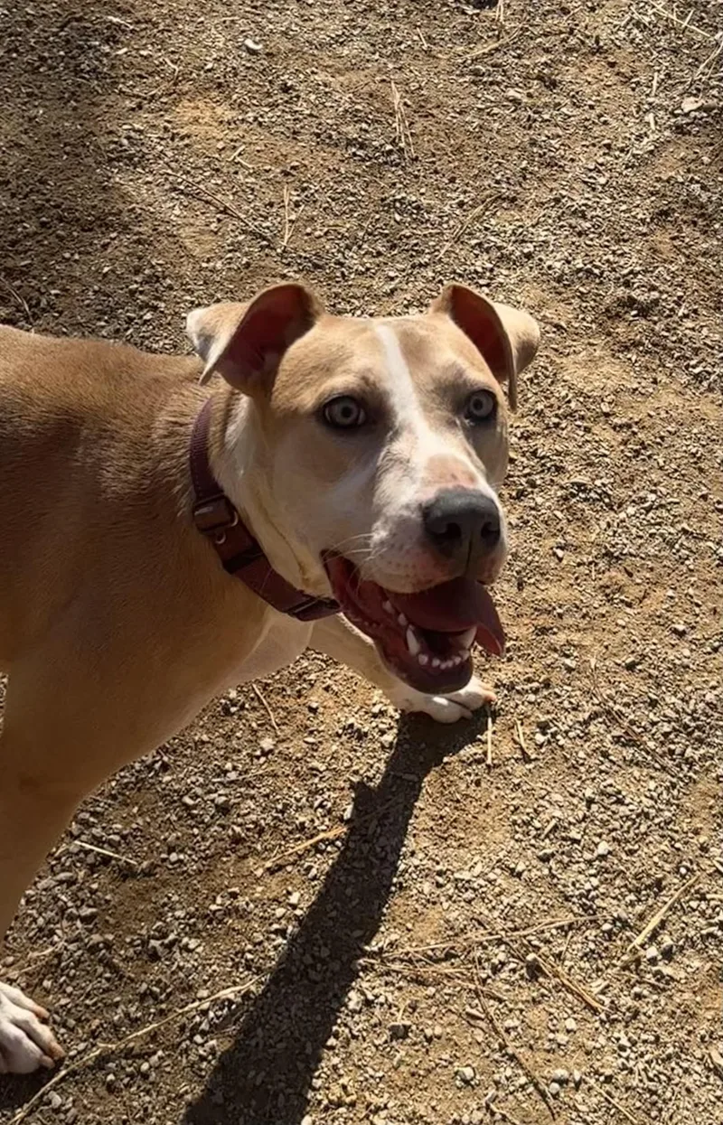 Penelope thumbnail 3