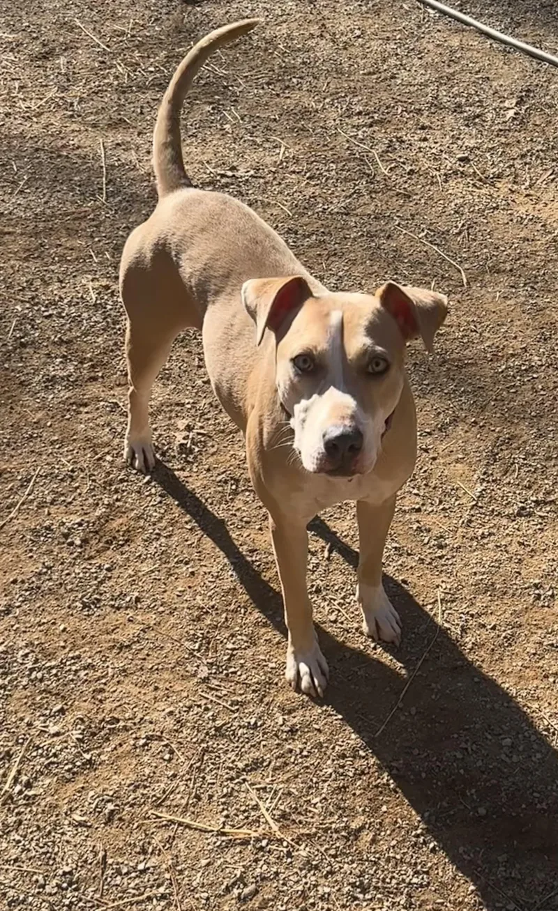 Penelope thumbnail 4