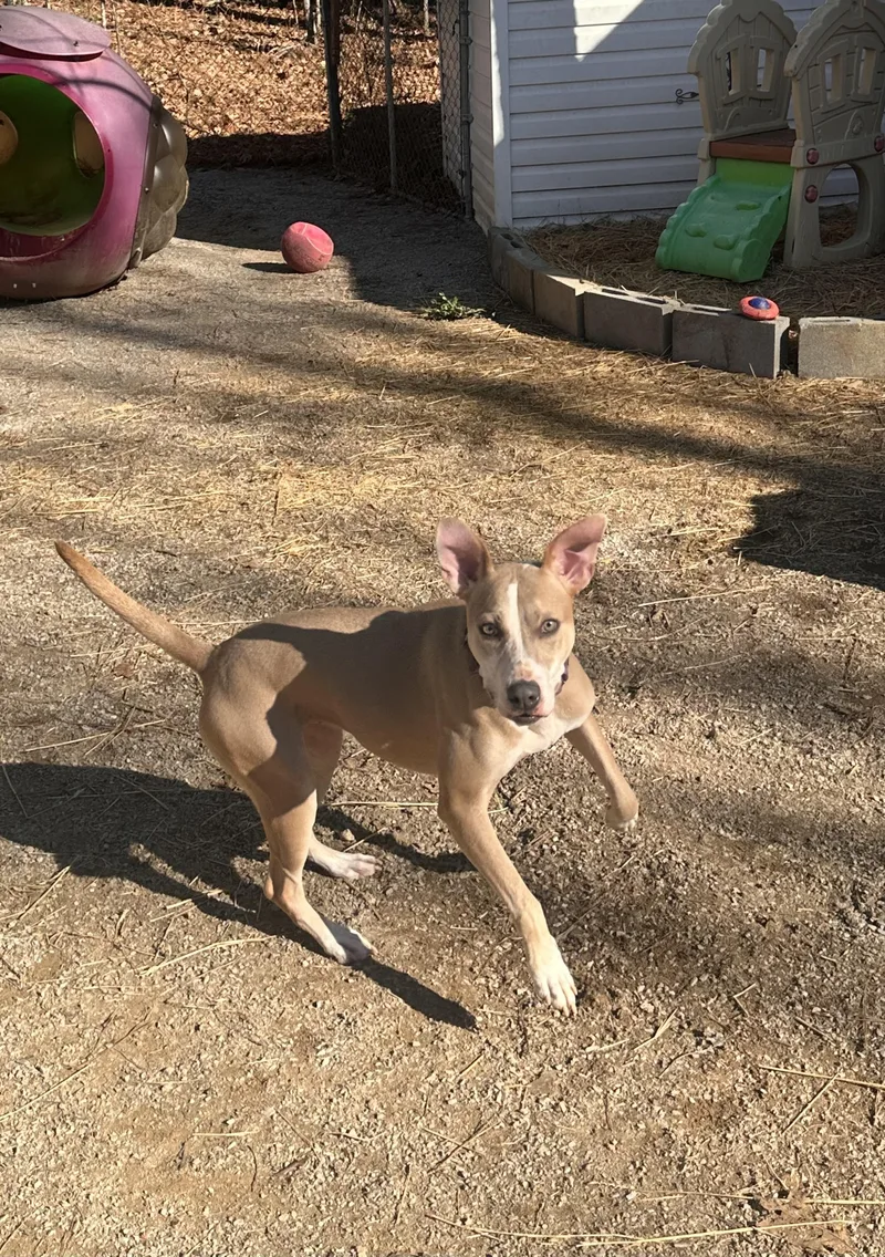 Penelope thumbnail 5