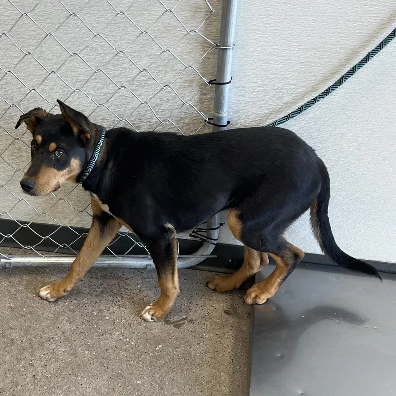 A young medium-sized male Black Mixed Breed dog named 106621 for adoption in Las Cruces, NM