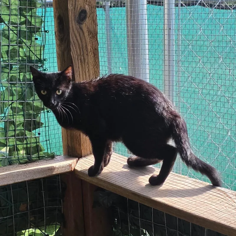 An adult small-sized female Black Domestic Short Hair cat named Anise for adoption in Duncan, OK