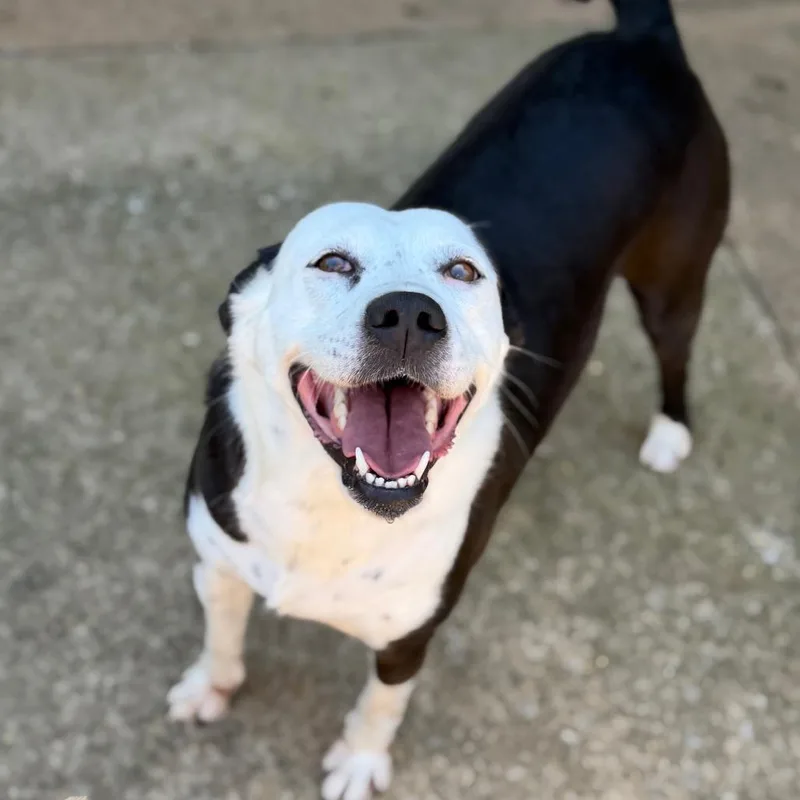 An adult medium-sized female Black Mixed Breed dog named Smiley for adoption in Brownsboro, AL
