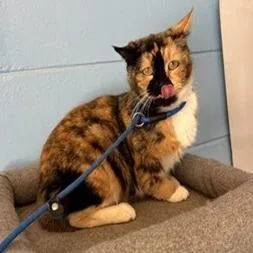 An adult medium-sized female Calico Domestic Short Hair cat named Sunshine for adoption in Wilmington, DE