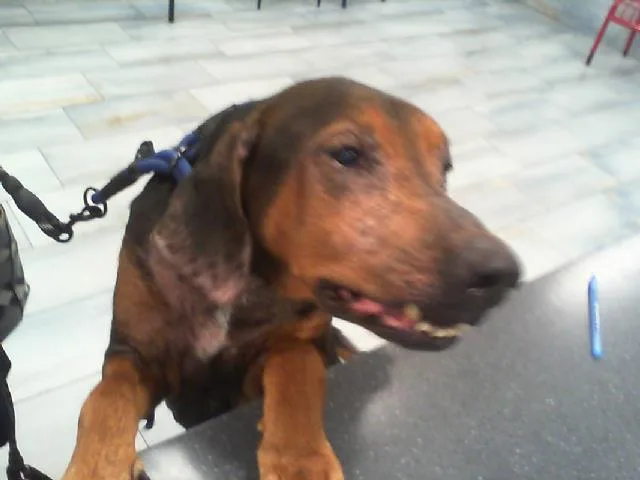 A senior large-sized male Treeing Walker Coonhound dog named Jake for adoption in Charlotte, NC