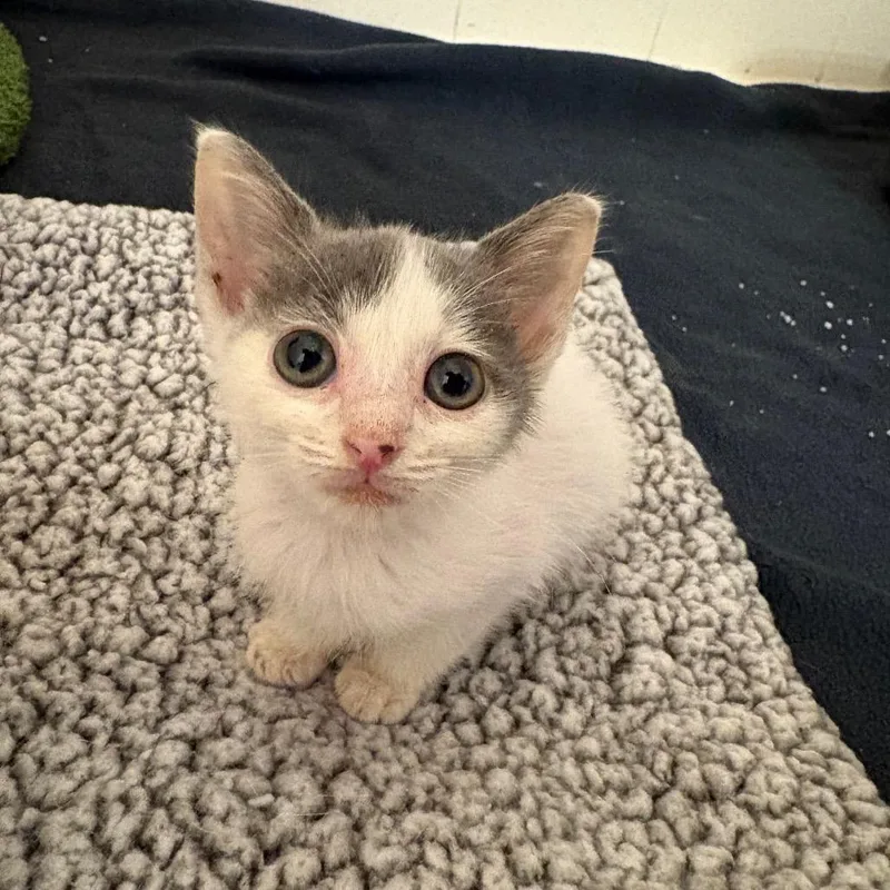 A baby small-sized male White Domestic Short Hair cat named Xander HarrisCA for adoption in Tallahassee, FL
