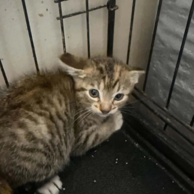 A baby small-sized male Gray / Blue / Silver Domestic Short Hair cat named Roadhouse for adoption in Stephenville, TX