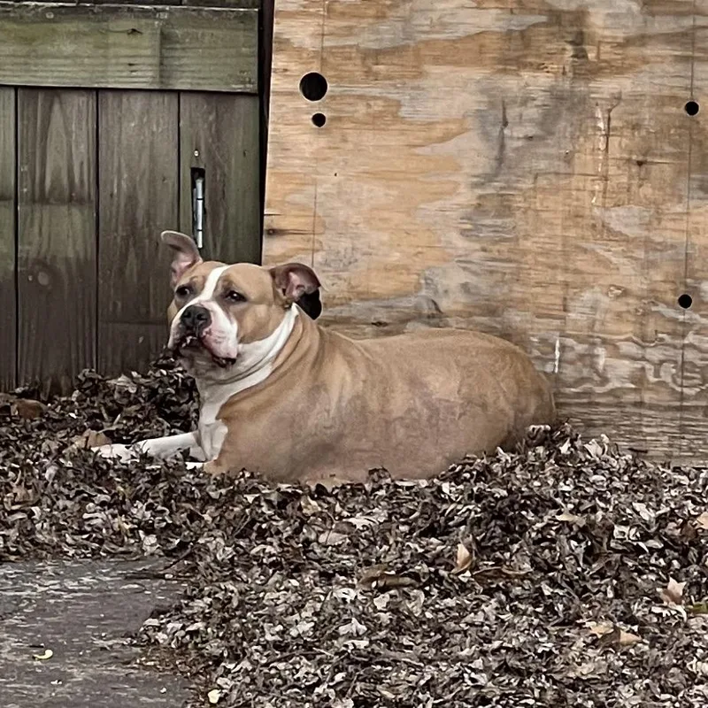 An adult large-sized female Yellow / Tan / Blond / Fawn American Staffordshire Terrier dog named Rebecca for adoption in East Saint Louis, IL
