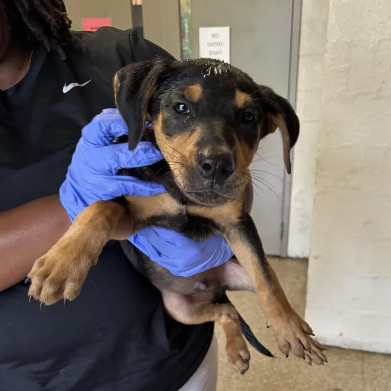 A baby small-sized male Black Retriever dog named Lionel for adoption in Birmingham, AL