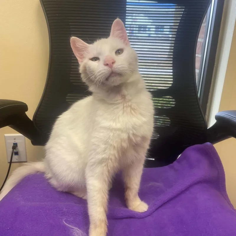 A senior medium-sized male White Domestic Short Hair cat named Sir Lancelot for adoption in Wyandotte, MI