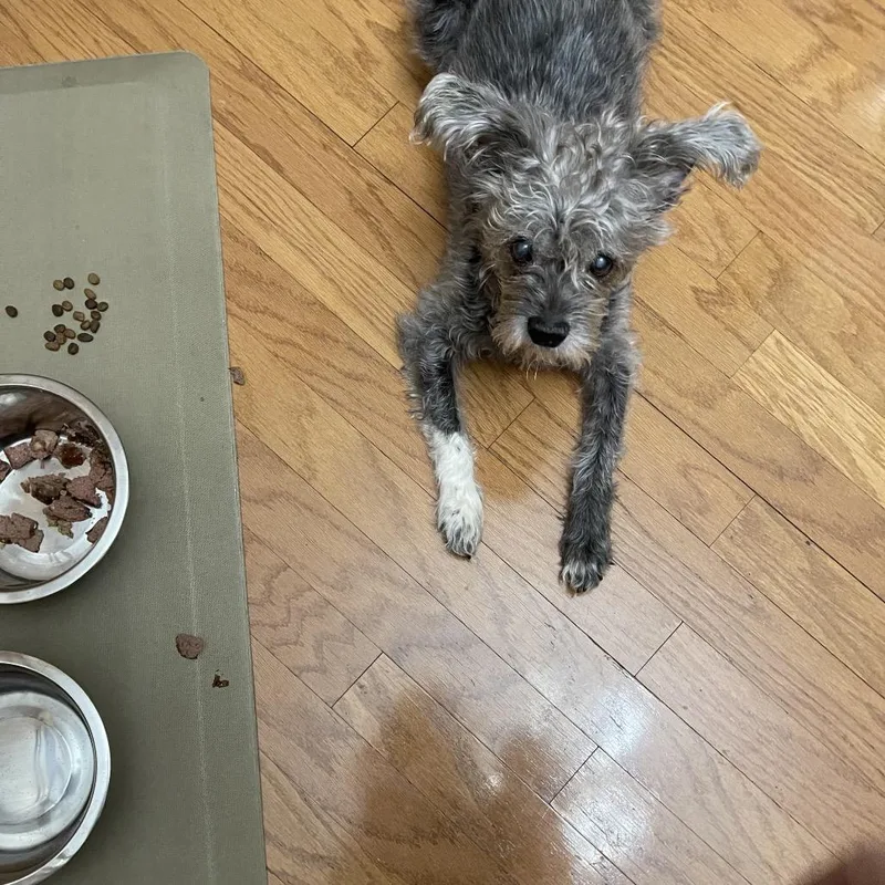 Gummy Bear thumbnail 2