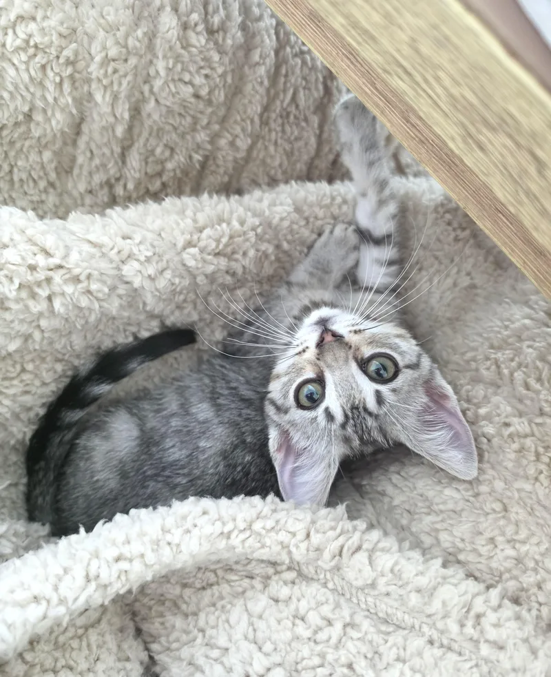 A baby small-sized female Tabby (Gray / Blue / Silver) Domestic Short Hair cat named Lili for adoption in Orange, CA