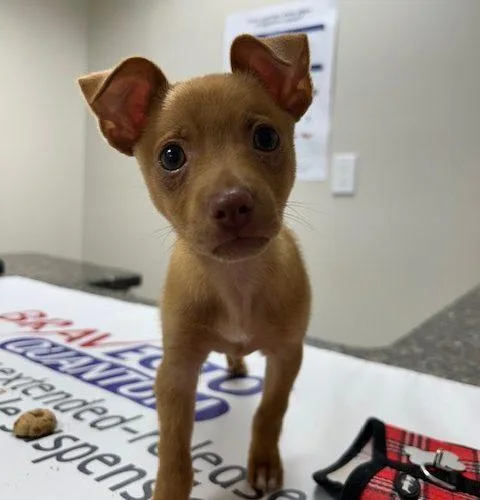 A baby small-sized male Chihuahua dog named Gilbert for adoption in Verona, NJ