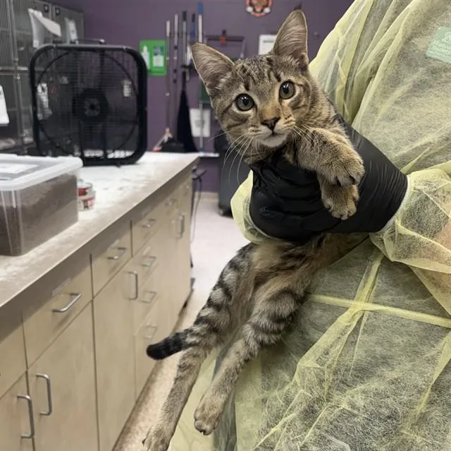 A young medium-sized male Domestic Short Hair cat named Niko for adoption in Pueblo, CO