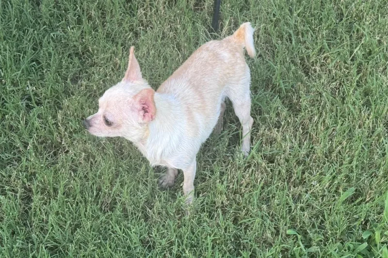 An adult small-sized male White / Cream Chihuahua dog named Itty Bitty for adoption in Forney, TX
