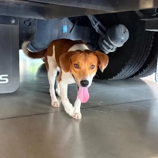 A young medium-sized male White / Cream Beagle dog named Chief for adoption in Montgomery, TX