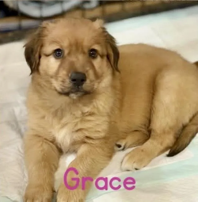 A baby small-sized female Yellow / Tan / Blond / Fawn Australian Shepherd dog named Grace for adoption in Tulsa, OK
