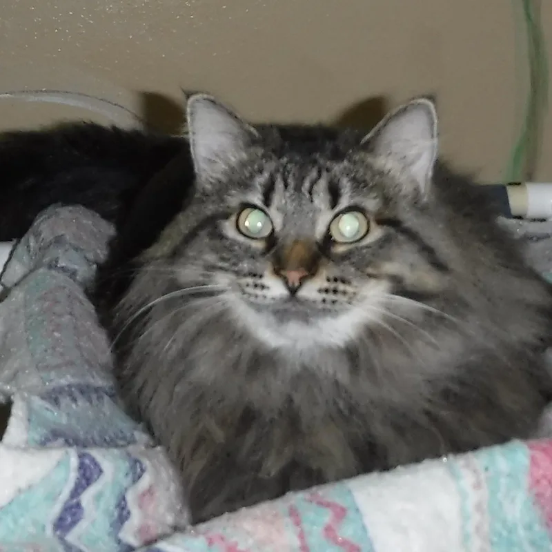 Madison  Lovely Maine thumbnail 2