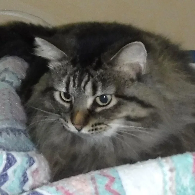 Madison  Lovely Maine thumbnail 3