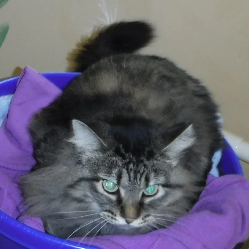 Madison  Lovely Maine thumbnail 6