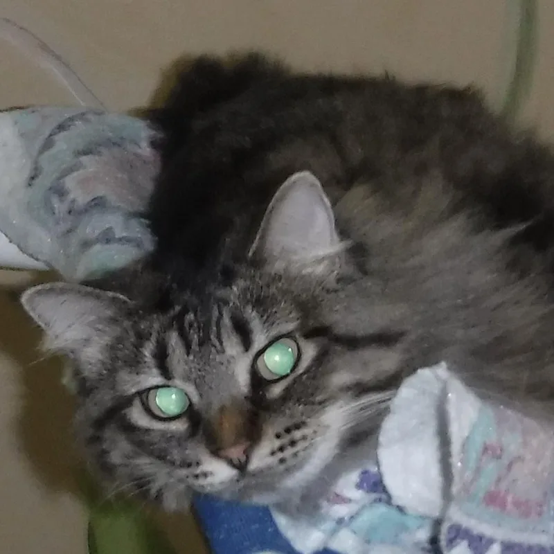 Madison  Lovely Maine