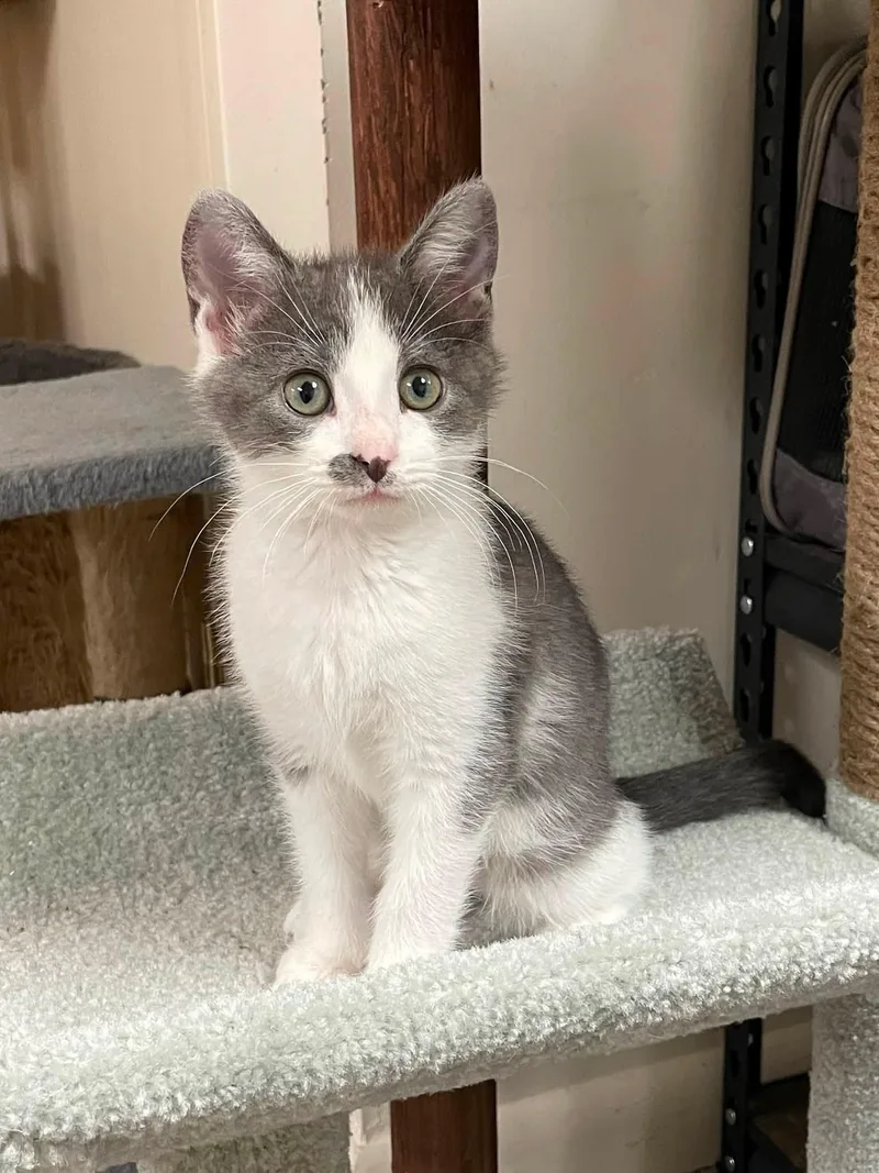 A baby medium-sized female Gray & White Domestic Short Hair cat named Cloudy for adoption in Sterling Heights, MI