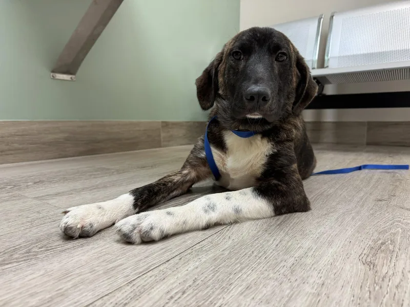 Bryn Houston  Tx thumbnail 3