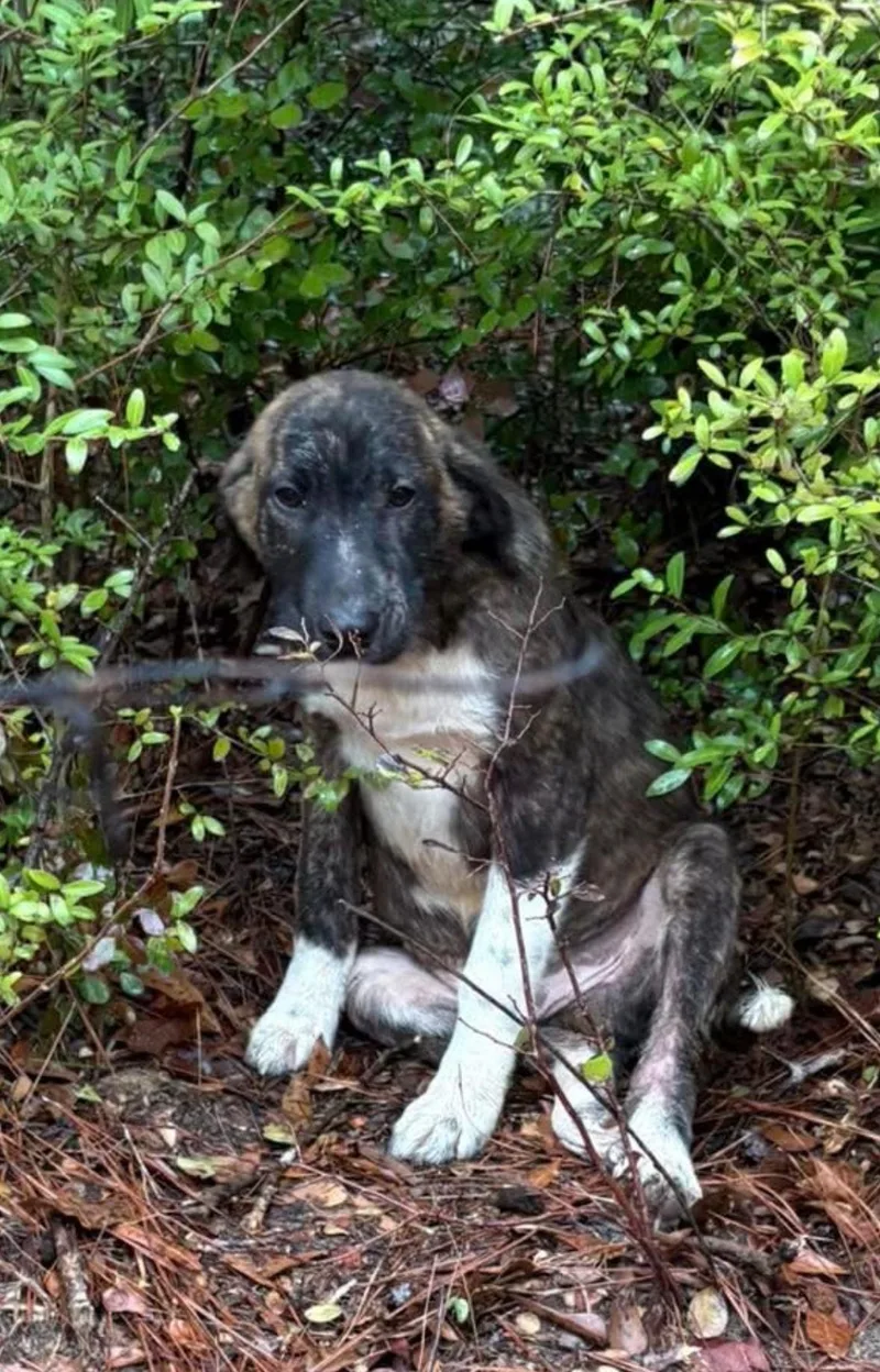 Bryn Houston  Tx thumbnail 4