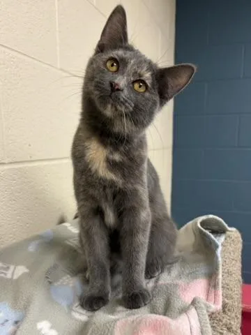 A young small-sized female Dilute Tortoiseshell Domestic Short Hair cat named Amelia for adoption in Valparaiso, IN