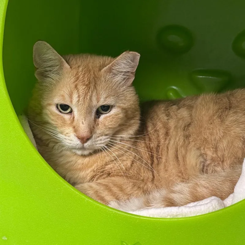 Garfield