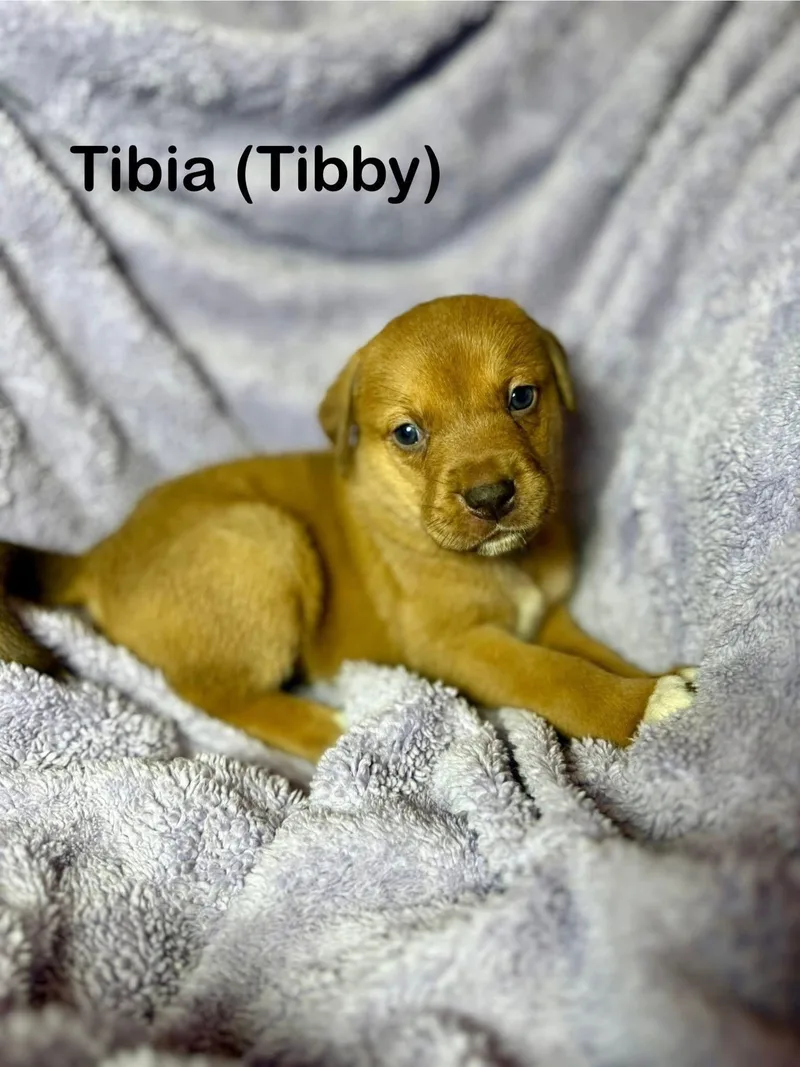 Tibby