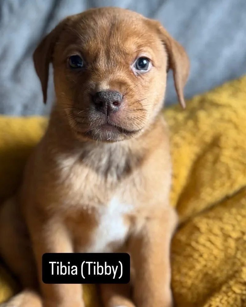 Tibby thumbnail 2