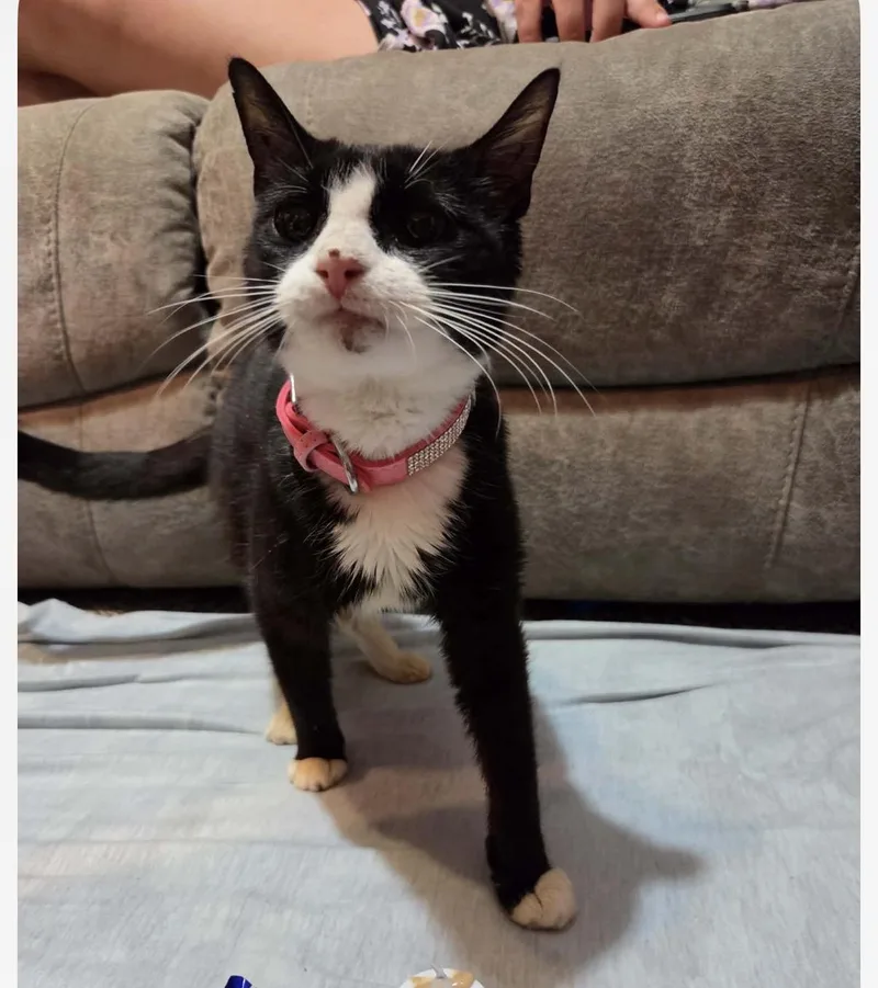 A young medium-sized female Tuxedo cat named Almond Joy for adoption in Newark valley, NY