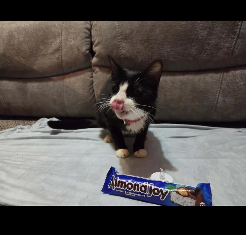 Almond Joy thumbnail 4