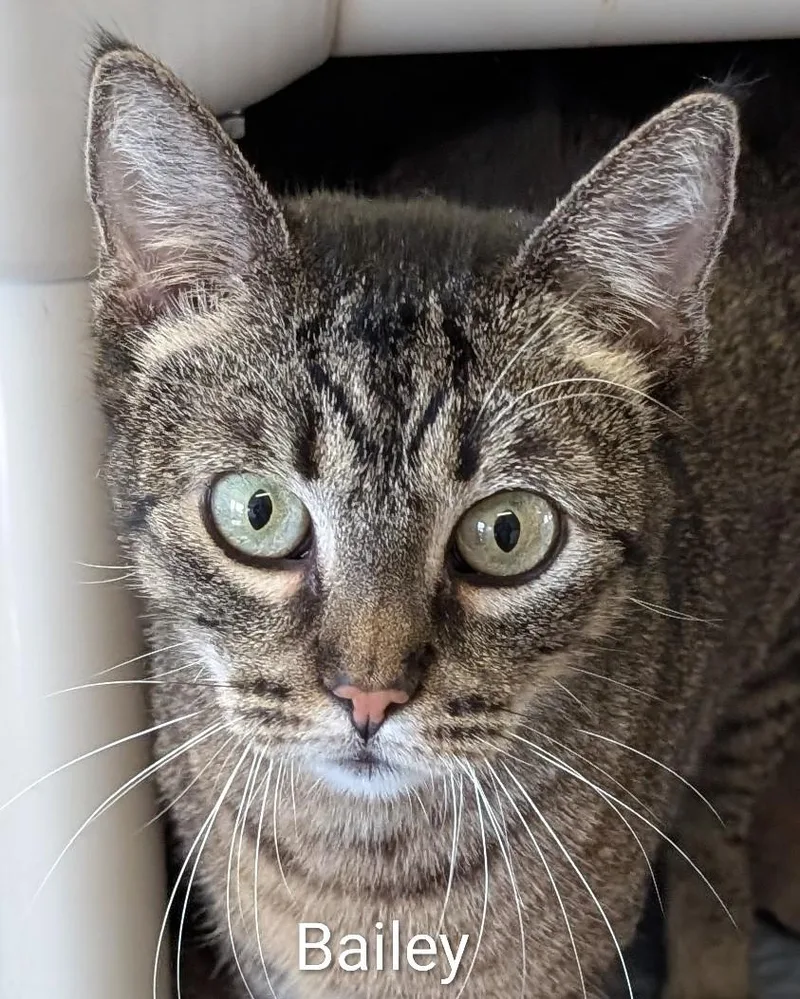 An adult medium-sized female Tabby (Tiger Striped) Domestic Short Hair cat named Bailey for adoption in Colfax, IA