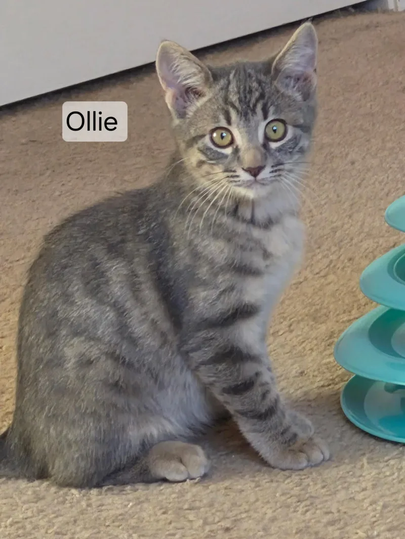 A baby medium-sized male Tabby (Gray / Blue / Silver) Domestic Short Hair cat named Ollie for adoption in Gardnerville, NV