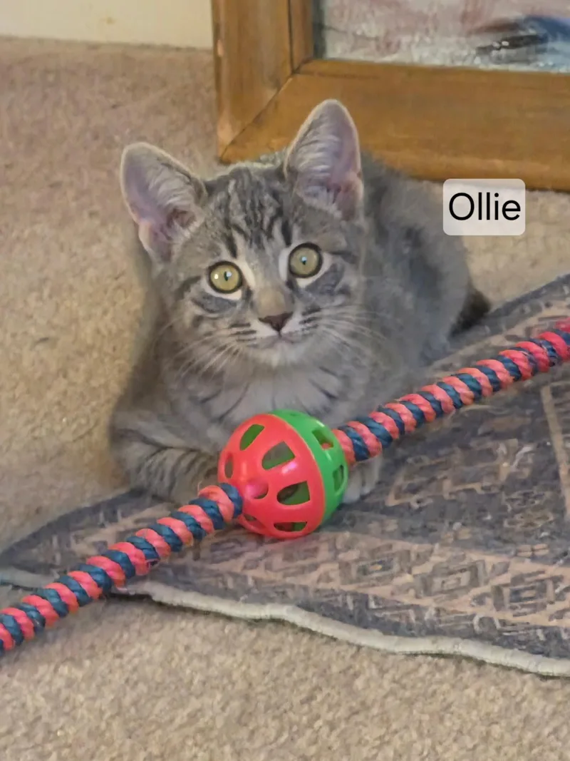 Ollie thumbnail 2