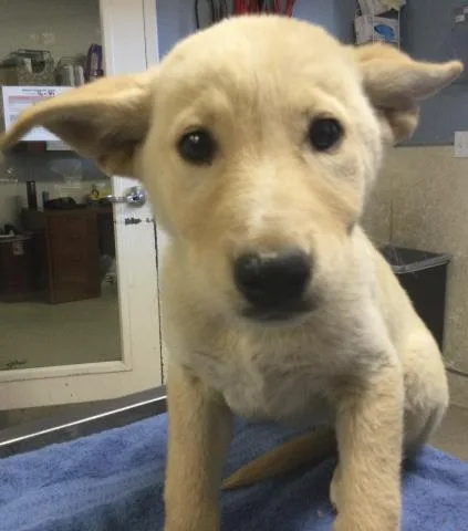 A baby small-sized female Siberian Husky dog named Linda for adoption in Riverside, CA